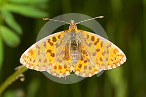 Weaver's Fritillary butterfly / Boloria d photo