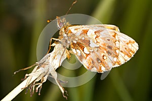 Weaver's Fritillary butterfly / Boloria d