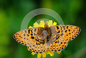 Weaver's Fritillary butterfly (boloria dia)