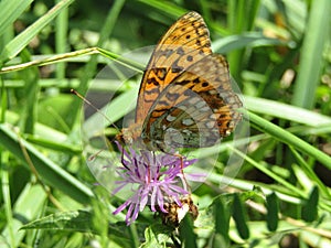 Weaver\'s Fritillary Butterfly On the Common Knapweed