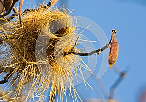 WeaverÃÂ´s nest