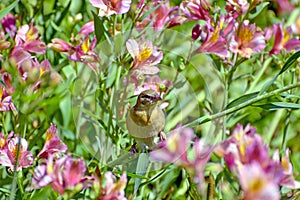 Weaver sitting on a Priceess Lily