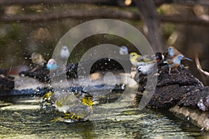 A weaver taking a bath