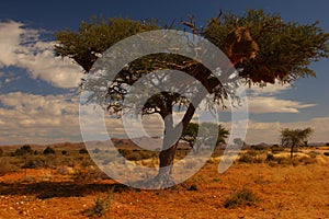 Weaver tree, Namibia