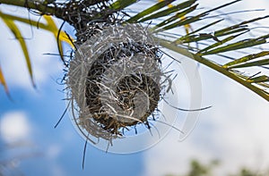 Weavers bird nest