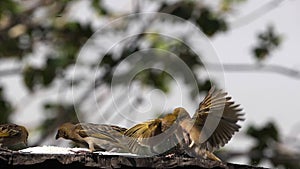 Weavers at the Feeder, in flight, Lake Baringo in Kenya,