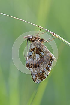 Weavers Fritillary - Boloria dia