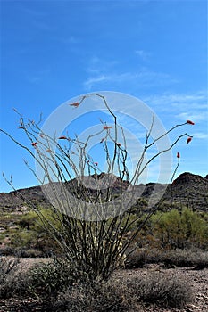 Weavers Needle Vista Viewpoint, Apache Junction, Arizona, United States