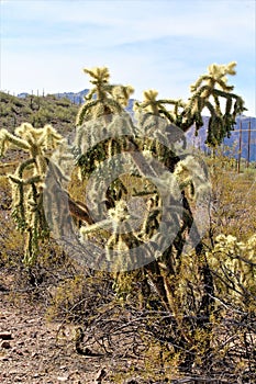 Weavers Needle Vista Viewpoint, Apache Junction, Arizona, United States