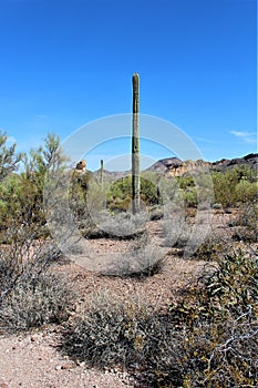 Weavers Needle Vista Viewpoint, Apache Junction, Arizona, United States