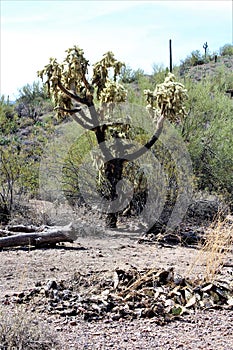 Weavers Needle Vista Viewpoint, Apache Junction, Arizona, United States