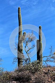 Weavers Needle Vista Viewpoint, Apache Junction, Arizona, United States