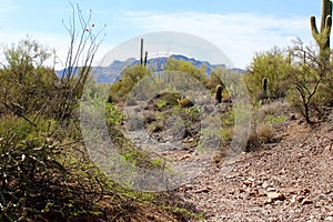 Weavers Needle Vista Viewpoint, Apache Junction, Arizona, United States