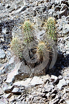 Weavers Needle Vista Viewpoint, Apache Junction, Arizona, United States