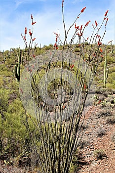 Weavers Needle Vista Viewpoint, Apache Junction, Arizona, United States