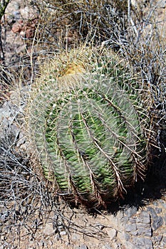 Weavers Needle Vista Viewpoint, Apache Junction, Arizona, United States