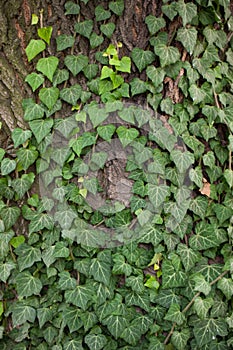 Weaving ivy on the bark of an old tree. natural texture, background, close-up.