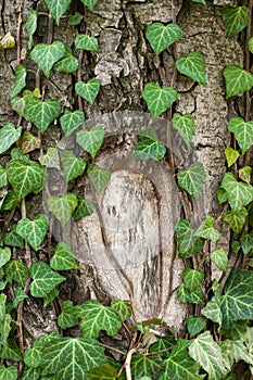 Weaving ivy on the bark of an old tree. natural texture, background, close-up.
