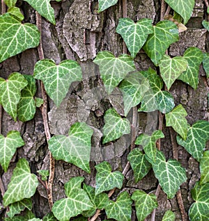 Weaving ivy on the bark of an old tree. natural texture, background, close-up.