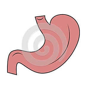 Stomach illustration. Drawing of stomach