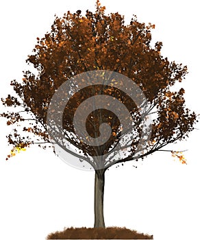 Autumn Oak tree illustration
