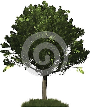 Summer Oak tree illustration