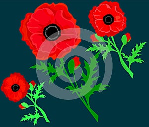 Red Poppy  isolated on white background. Vector red romantic poppy flowers and grass. red poppies. Card with poppies. vector