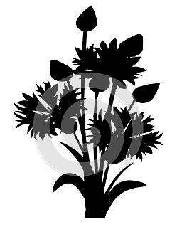 Web. Cornflowers sketch. Rustic bouquet design. Medical herbs set. Vector illustration.