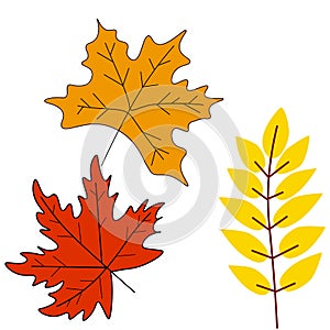 Autumn leaves or fall foliage icons. Vector isolated set of maple, oak or birch and rowan tree leaf.