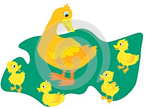 Web A wild duck with little ducks walks to the pond. A duck with small ducklings swims on the water. Cartoon illustration