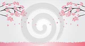 Natural background Pink cherry blossoms are blooming and blown away with the background breeze for text or display various adverti