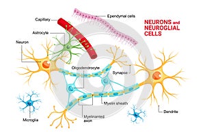 Vector infographic of Neuron and glial cells Neuroglia. Astrocyte, microglia and oligodendrocyte, ependymal cells ependymocytes