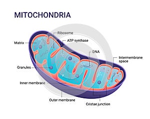 Vector diagram of Mitochondria. Cross-section view. Medical infographics. photo