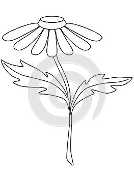 Chamomile. Garden chamomile flower with a stem and two leaves. Decorative camomile for bouquets - vector linear picture for colori photo