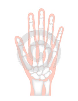 Hand bone flat vector illustration human anatomy