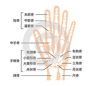 Hand bone flat vector illustration human anatomy