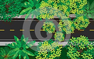 Green tree in the forest