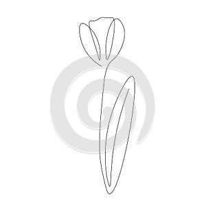 Flower tulip silhouette on white background, vector illustration