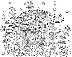 Turtle swimming among algae, shells and bulbs - vector linear horizontal coloring page. Coloring book picture underwater world - s photo