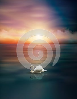 White Swan on lake, sunset sky wallpaper