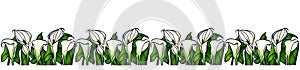 Devider - Calla lilies with large green leaves - vector full color picture. Garden flowers - white calla lilies - vector border fo photo