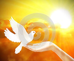 Freedom, peace and spirituality pigeon, white dove on orage sky