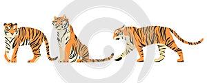 Isolated on white set of tigers in side view vector illustration.