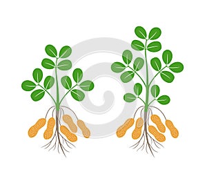 Peanut plant.  Isolated peanut plant on white background