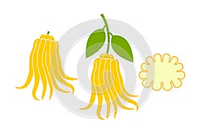 Buddha`s hand fruit logo. Citron. Isolated Buddha`s hand fruit on white background