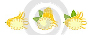 Buddha`s hand  fruit logo. Citron. Isolated Buddha`s hand fruit on white background