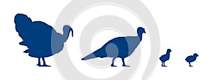 Low poly turkeycock, turkey and poults