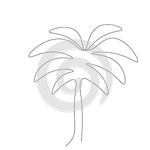 Palm tree drawi on white background vector illustration