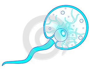 Noctiluca scintillans, sea sparkle animal - vector picture. The species of free-living marine colorless dinoflagellates from the o