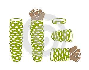 Wasabi root  logo. Isolated wasabi root on white background